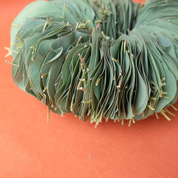 画像2: Dry plants for decor ユーカリリーフリース (2)