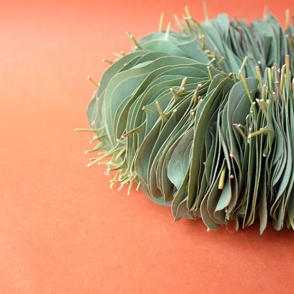 画像3: Dry plants for decor ユーカリリーフリース (3)