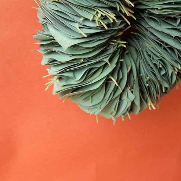 画像9: Dry plants for decor ユーカリリーフリース (9)