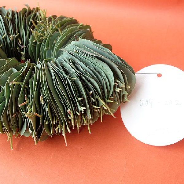 画像3: Dry plants for decor ユーカリリーフリース (3)