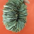 画像9: Dry plants for decor ユーカリリーフリース (9)