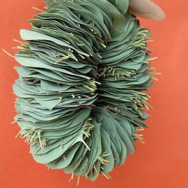 画像9: Dry plants for decor ユーカリリーフリース (9)