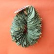 画像7: Dry plants for decor ユーカリリーフリース (7)