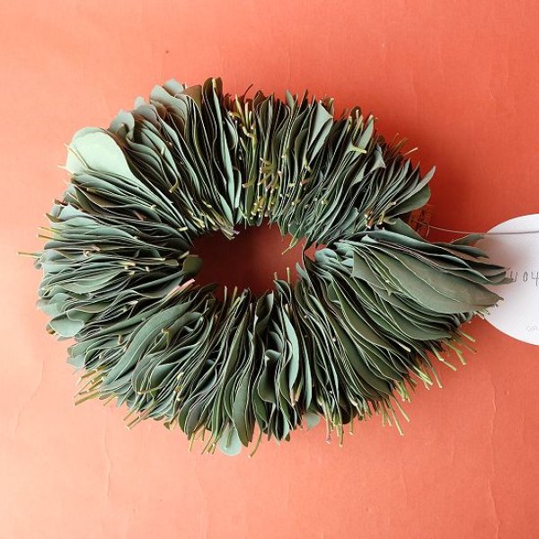 画像1: Dry plants for decor ユーカリリーフリース (1)