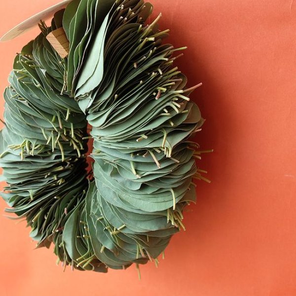 画像10: Dry plants for decor ユーカリリーフリース (10)