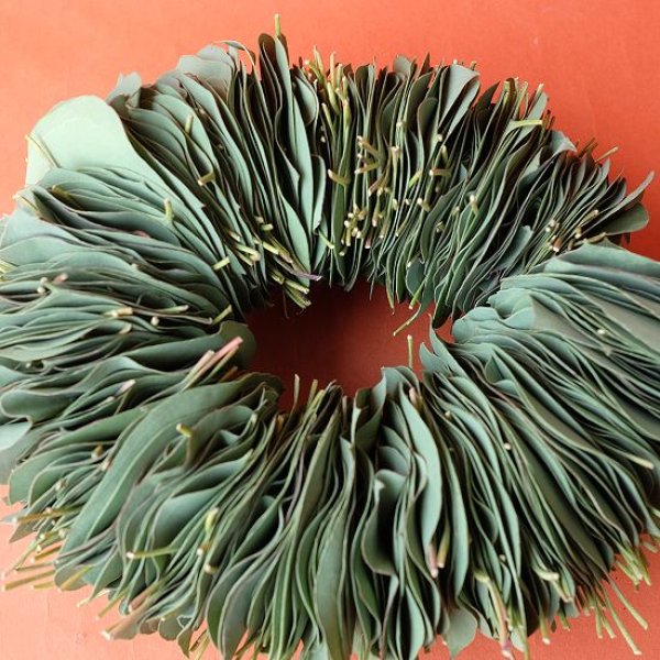 画像5: Dry plants for decor ユーカリリーフリース (5)