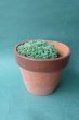 画像1: 多肉植物（プレビフォリウム・セダム属） (1)