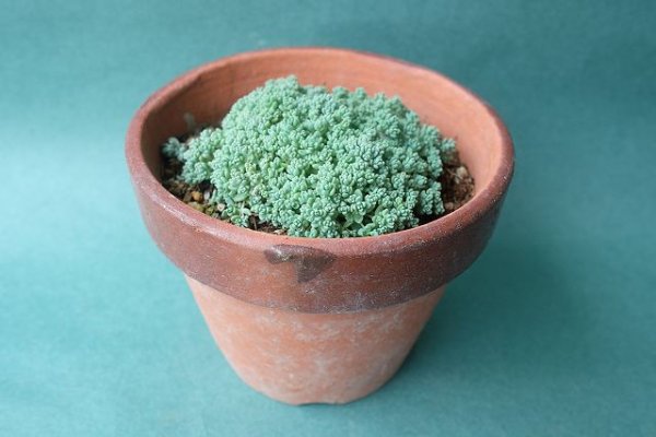 画像5: 多肉植物（プレビフォリウム・セダム属） (5)