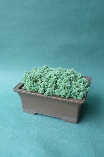 画像1: 多肉植物（プレビフォリウム・セダム属） (1)