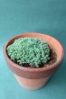 画像2: 多肉植物（プレビフォリウム・セダム属） (2)