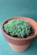 画像4: 多肉植物（プレビフォリウム・セダム属） (4)