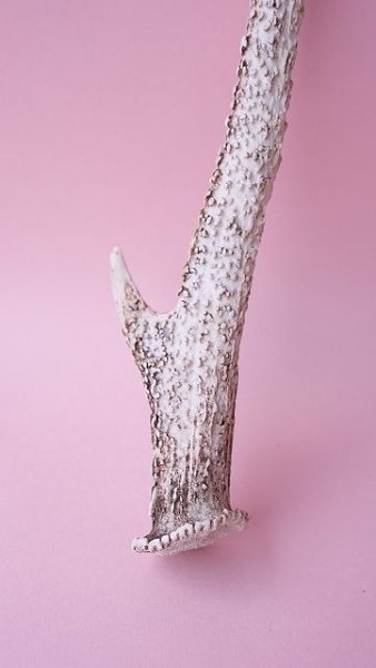 画像2: デコール用二ホンジカの角 (2)