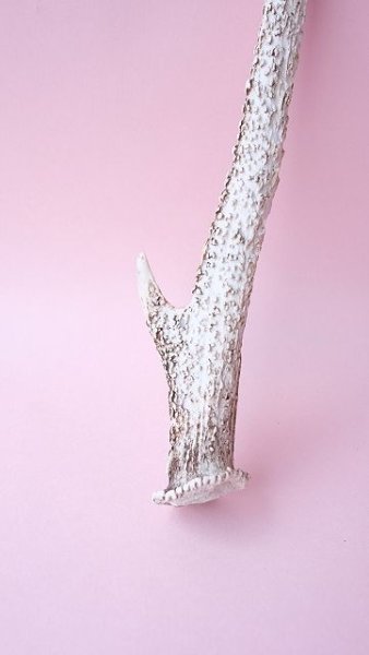 画像5: デコール用二ホンジカの角 (5)