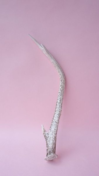 画像4: デコール用二ホンジカの角 (4)