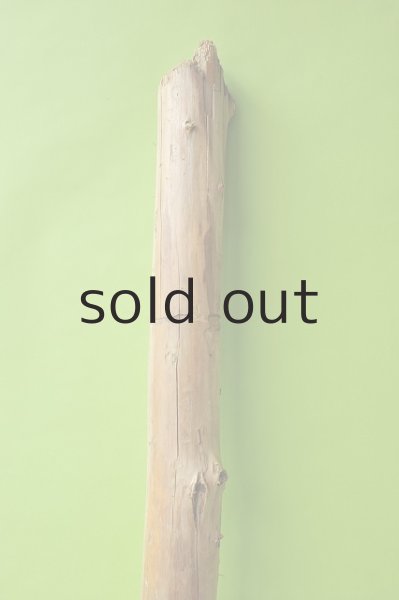 画像4: 幹流木 (4)