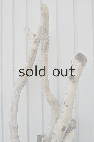 画像3: 大型 幹・根 (3)