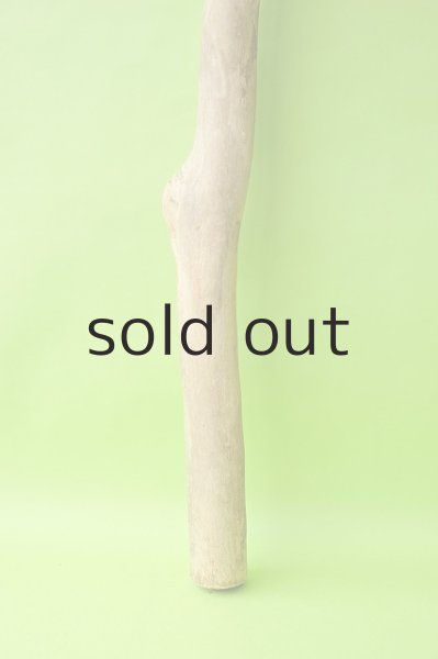 画像2: 幹流木 (2)