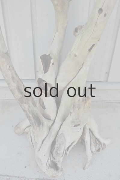 画像2: 大型 幹・根 (2)