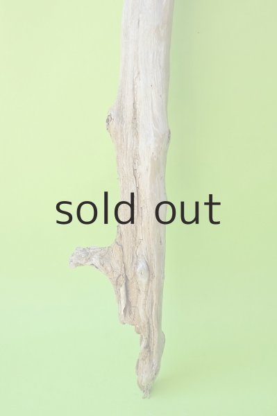 画像2: 幹流木 (2)