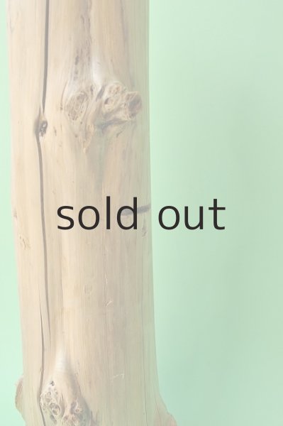 画像2: 幹流木 (2)