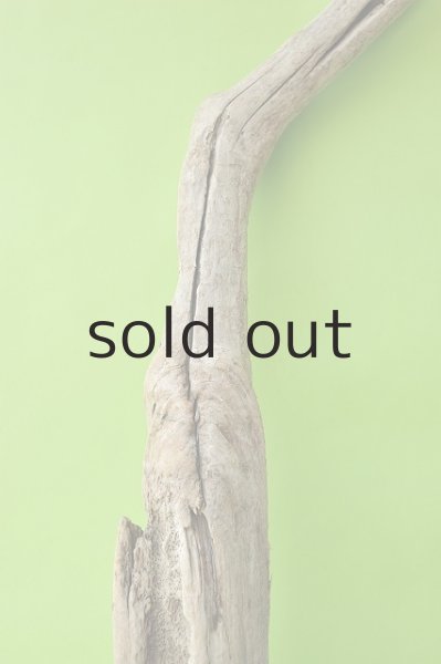 画像4: 幹流木 (4)