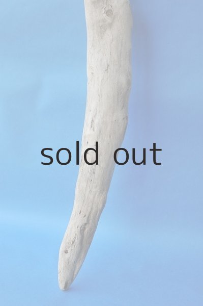 画像2: 幹流木 (2)