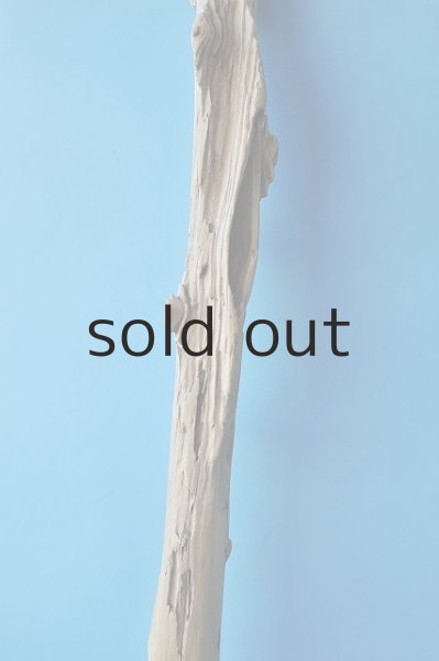 画像2: 幹流木 (2)