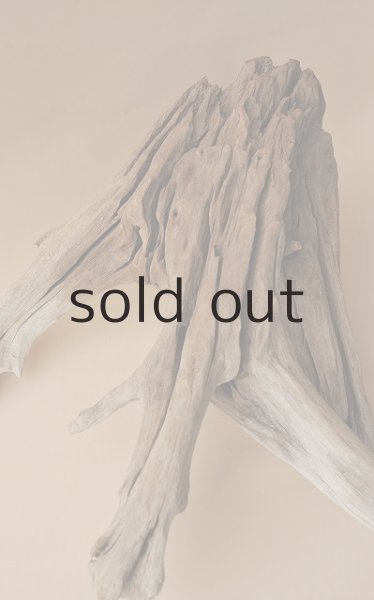 画像2: 流木根 (2)