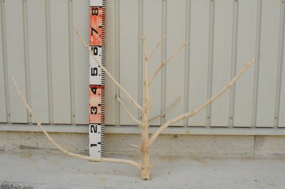 画像3: 大型　枝