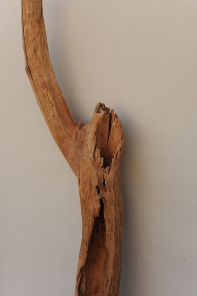 画像2: 大型 幹流木