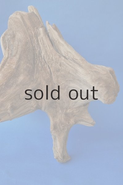 画像2: 大型 根 (2)