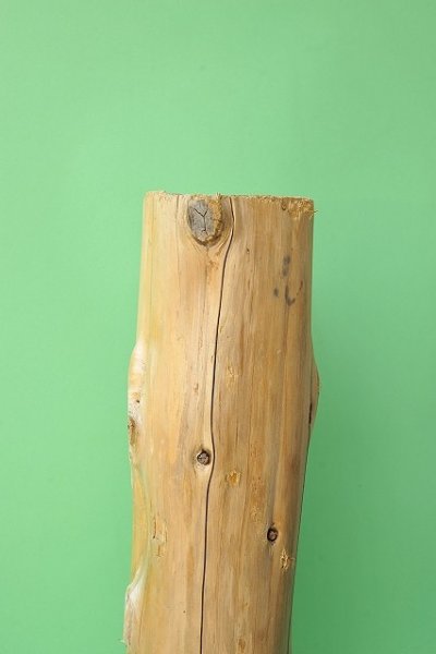 画像2: 幹流木