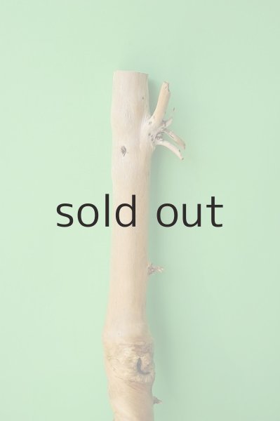 画像4: 幹流木 (4)