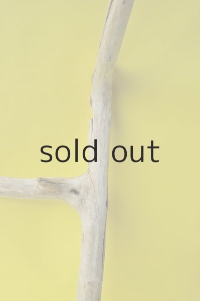 画像3: 幹流木 (3)