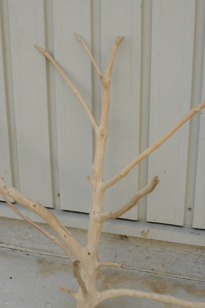 画像1: 大型　枝
