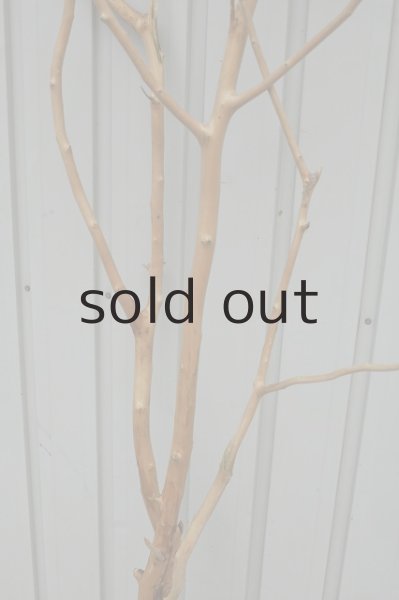 画像3: 大型 幹 (3)