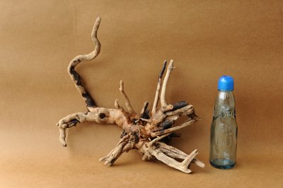 画像3: 流木根