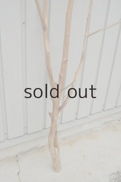 画像5: 大型 幹 (5)