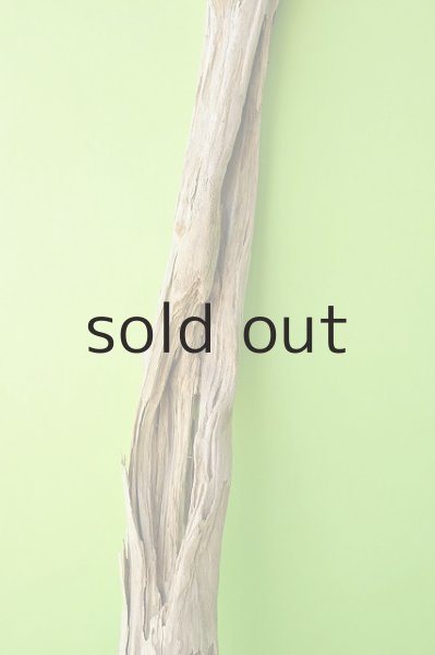 画像3: 幹流木 (3)