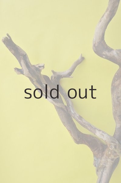 画像5: 大型 流木根 (5)