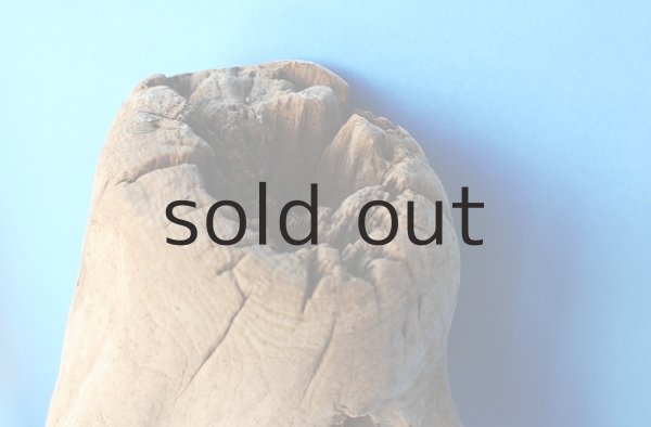 画像2: 大型 根 (2)