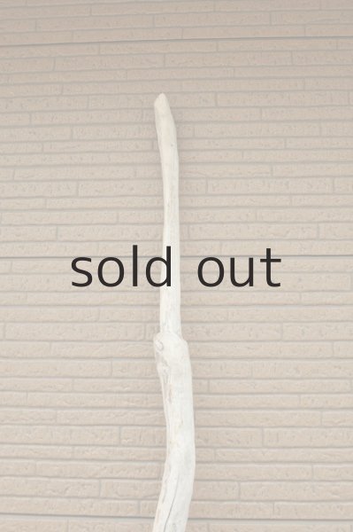 画像2: 幹流木 (2)