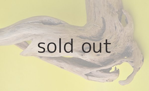 画像3: 流木根 (3)