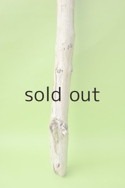 画像2: 幹流木 (2)