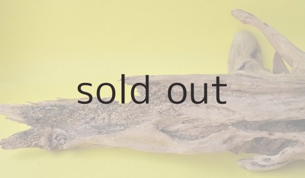 画像5: 流木根 (5)