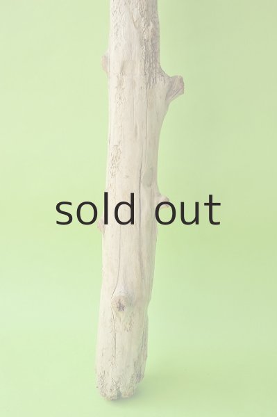 画像2: 幹流木 (2)