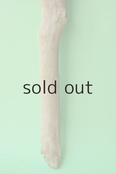 画像2: 幹流木 (2)