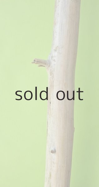 画像3: 幹流木 (3)