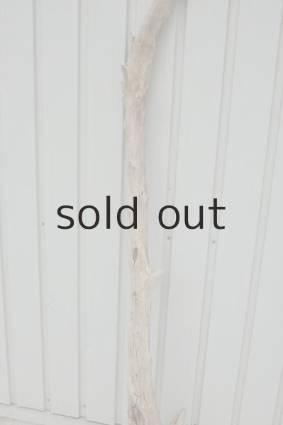 画像3: 大型 変形幹 (3)