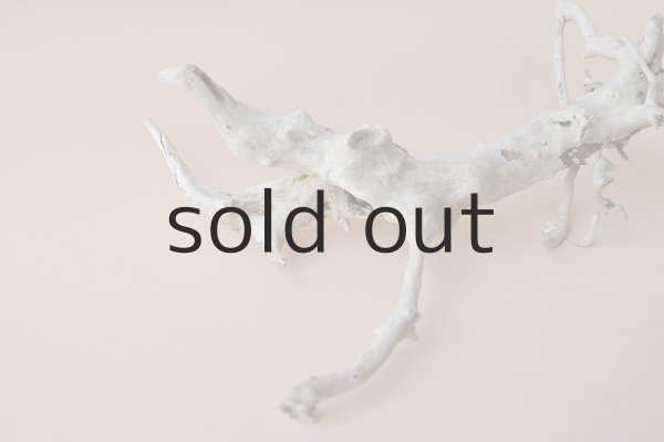 画像2: ミニ流木根 (2)